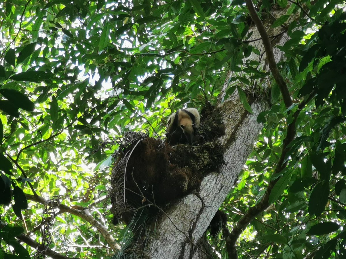 Nördlicher Tamandua