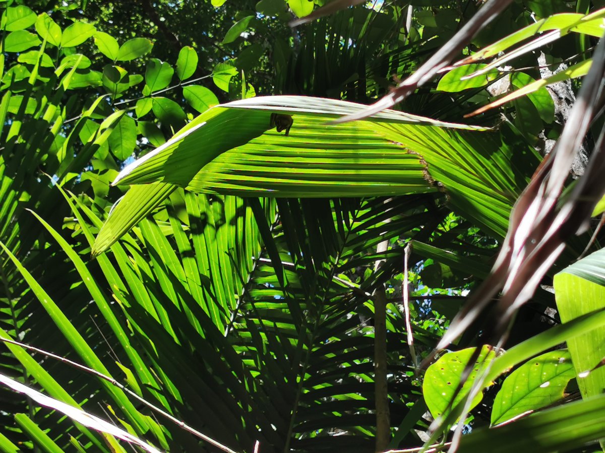 Gemeine Zeltfledermaus