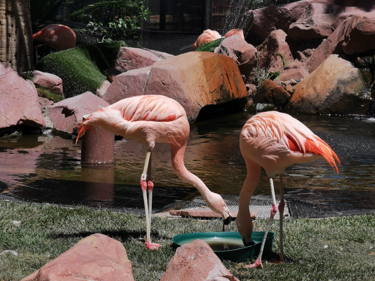 Chileflamingos