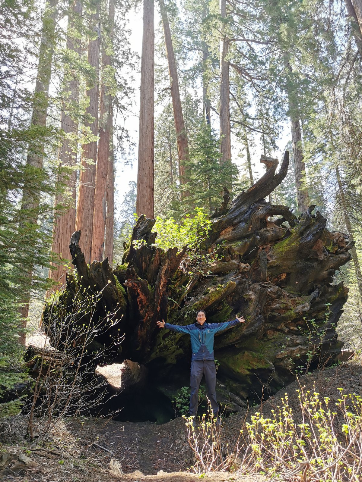 Wurzeln eines gefallenen Riesenmammutbaums