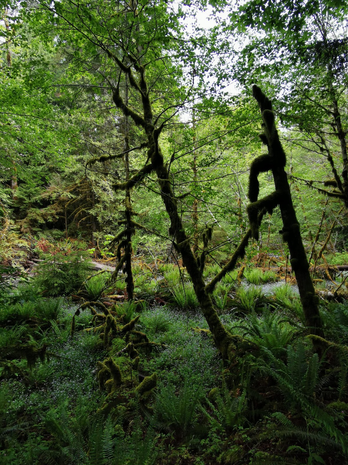 Olympic National Park