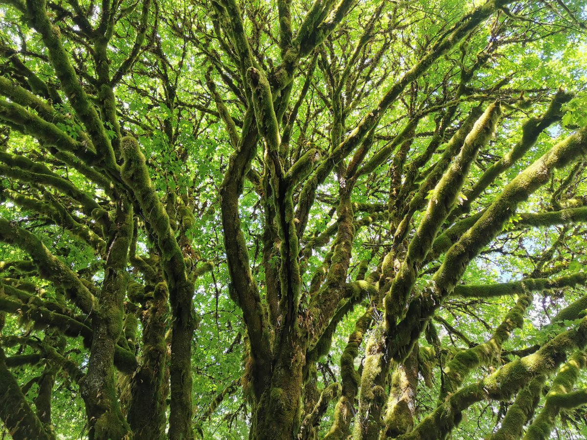Olympic National Park 