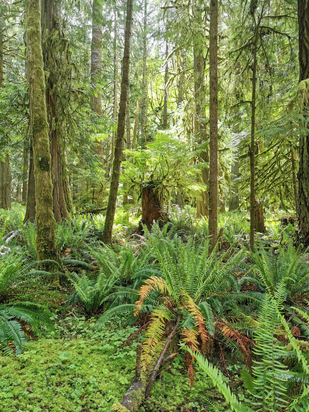 Olympic National Park
