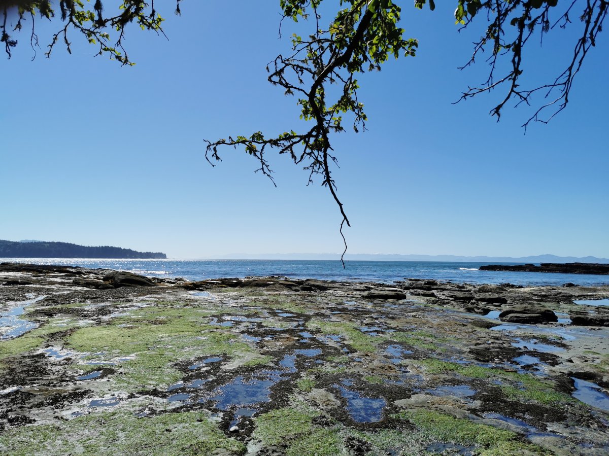 Algenbewachsene Felsen