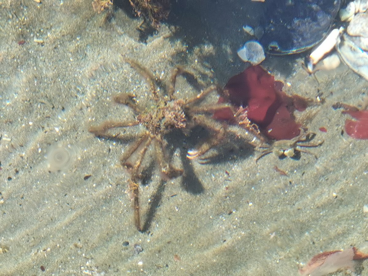 Mandolinen-Zierkrabbe 