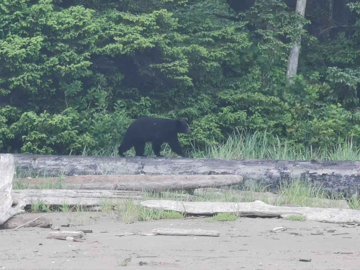 Amerikanischer Schwarzbär