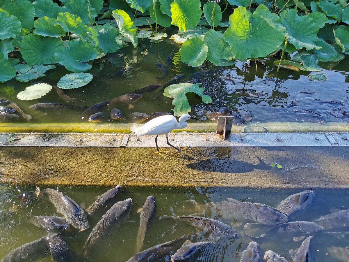 Seidenreiher und Karpfen
